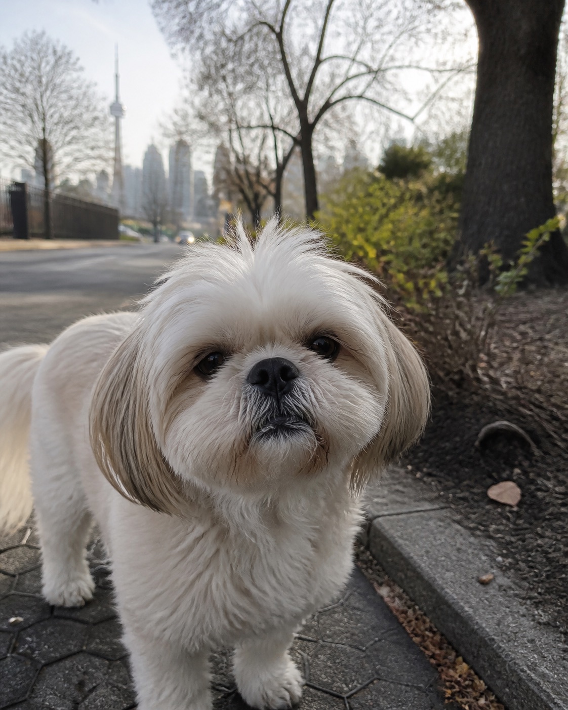 Charlie, a Shih Tzu, outdoors in Toronto